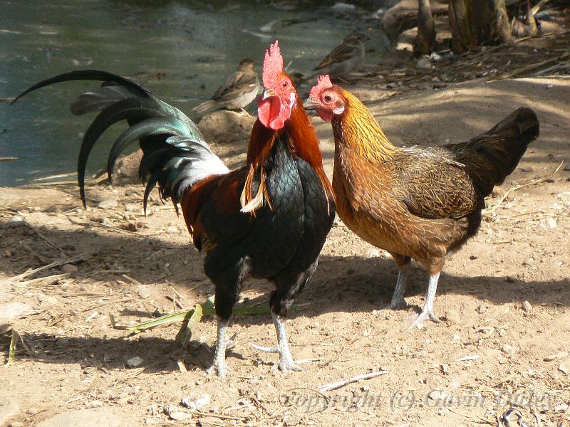 Chickens, Pheasant Farm - Maggie Beer's farm shop, Barossa Valley P1080603.JPG - Maggie Beer's farm shop - Pheasant Farm